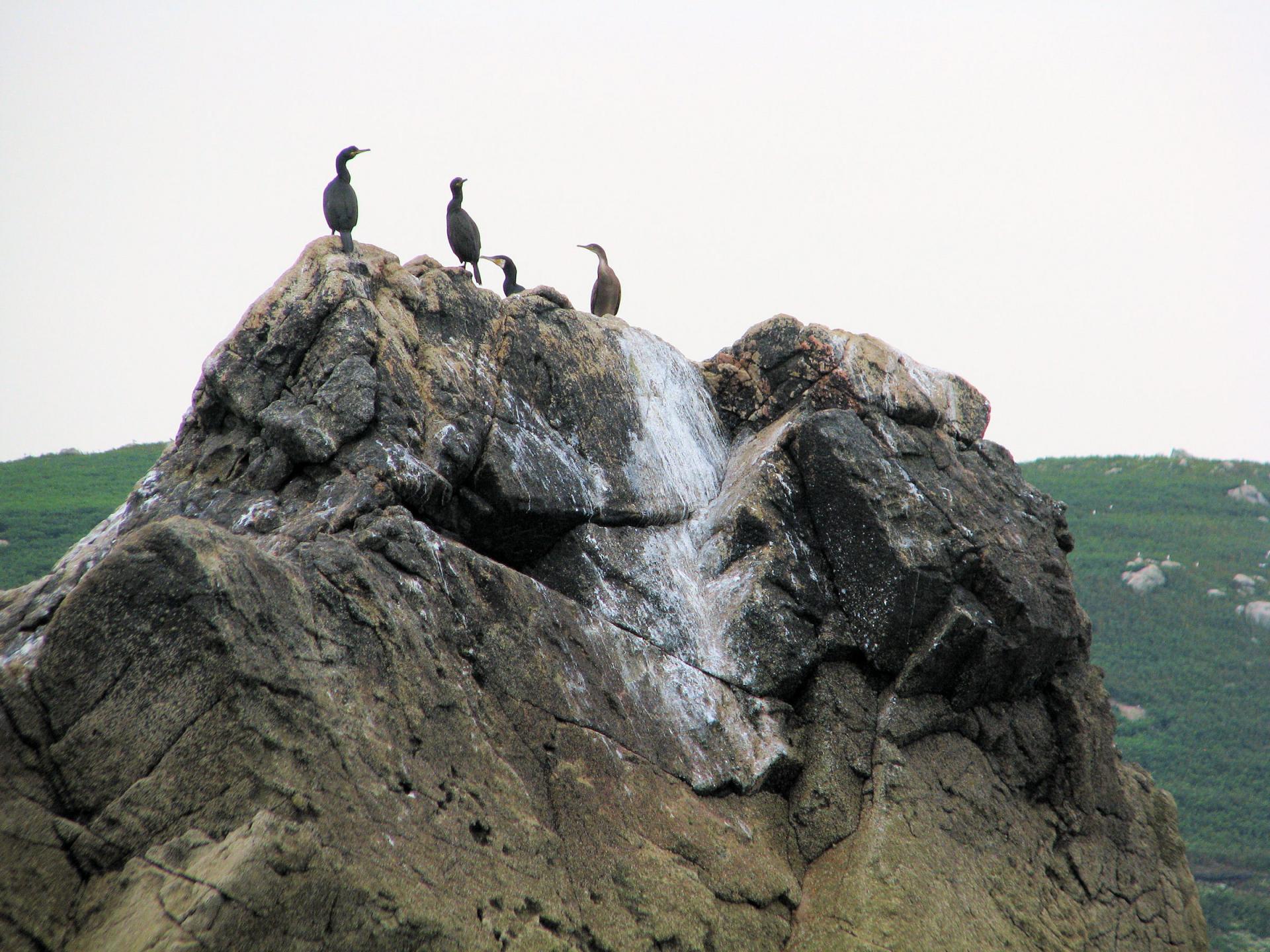 Grands cormorans