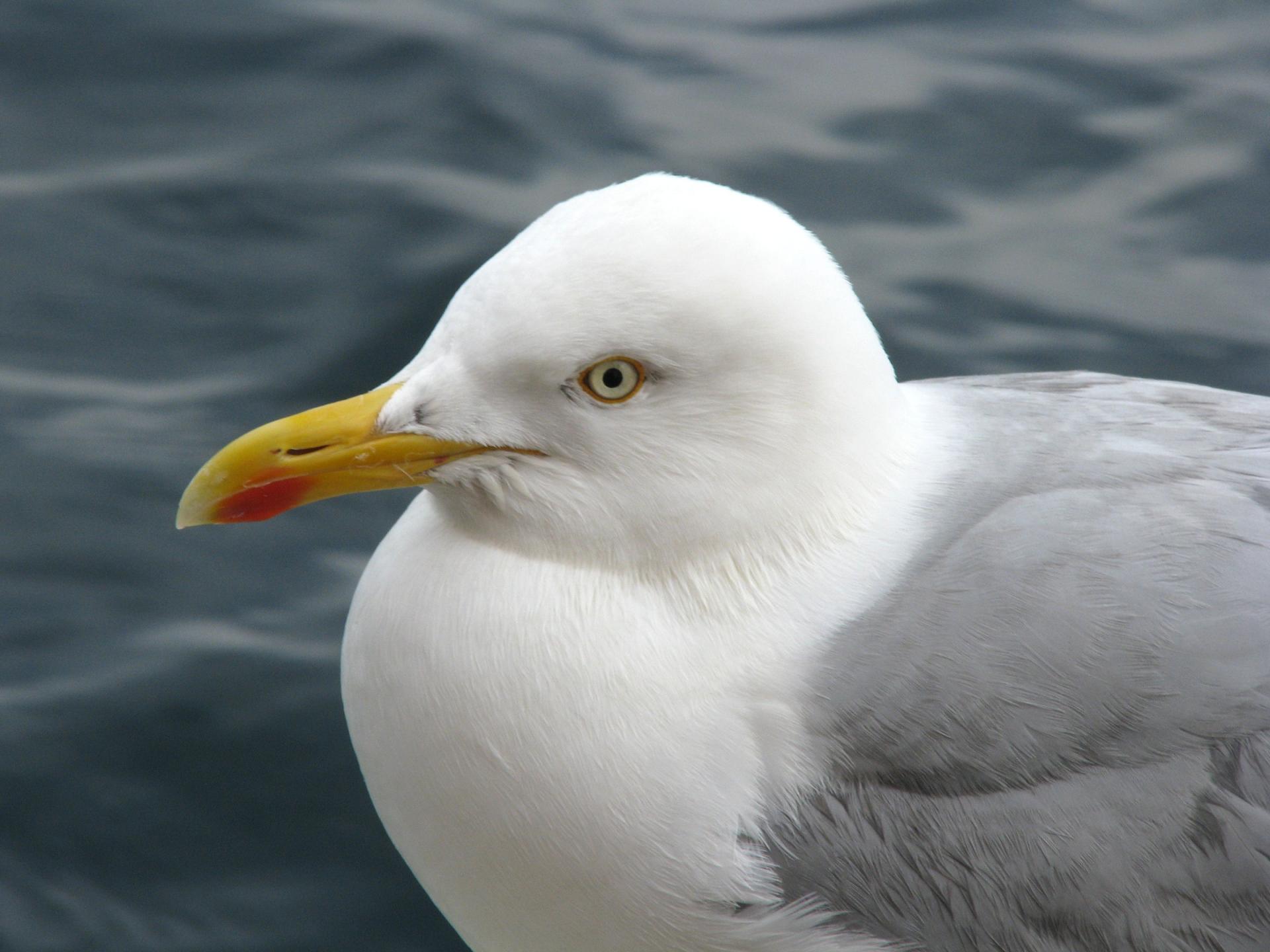  Goéland argenté