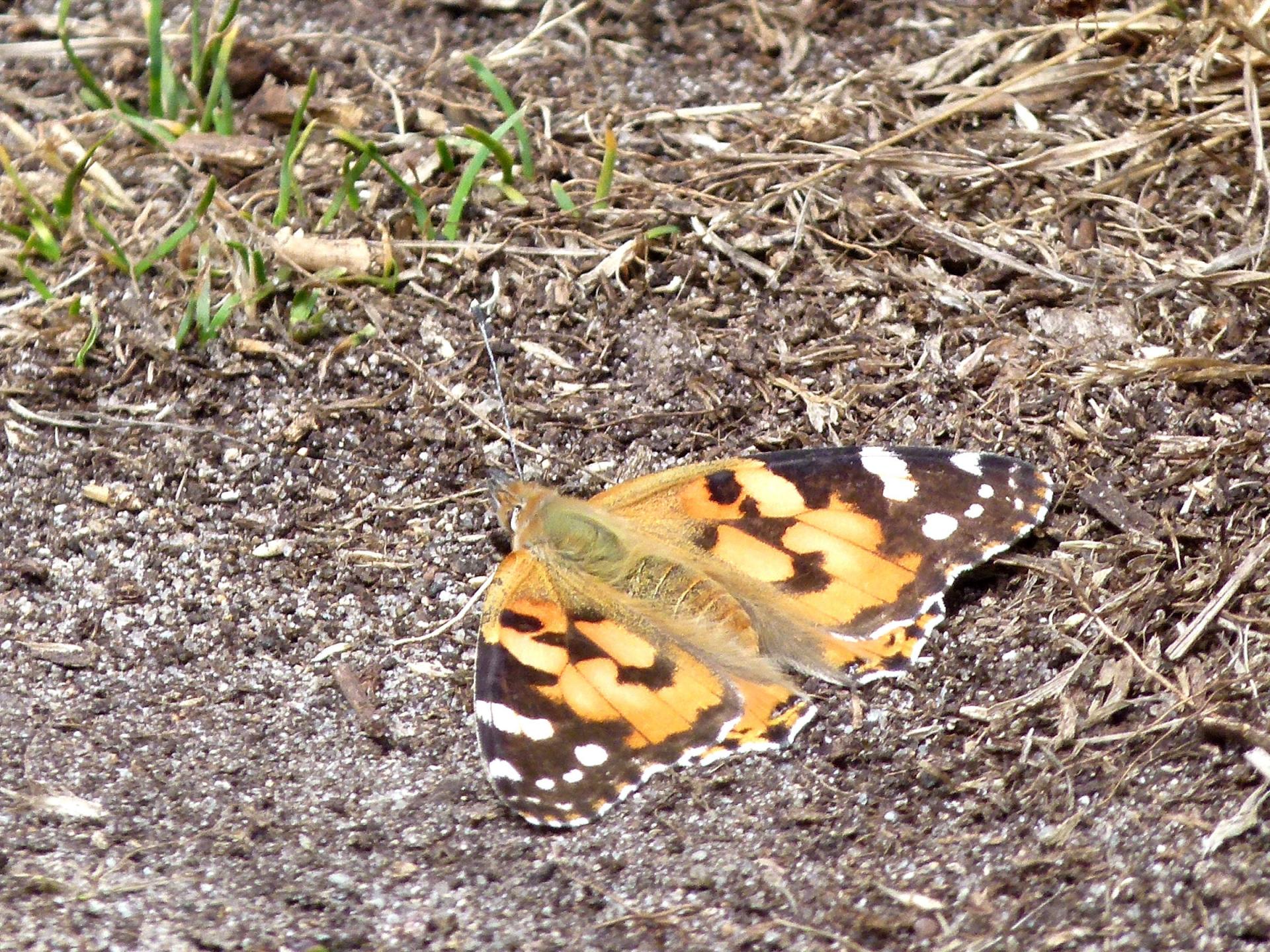 Papillon Belle Dame