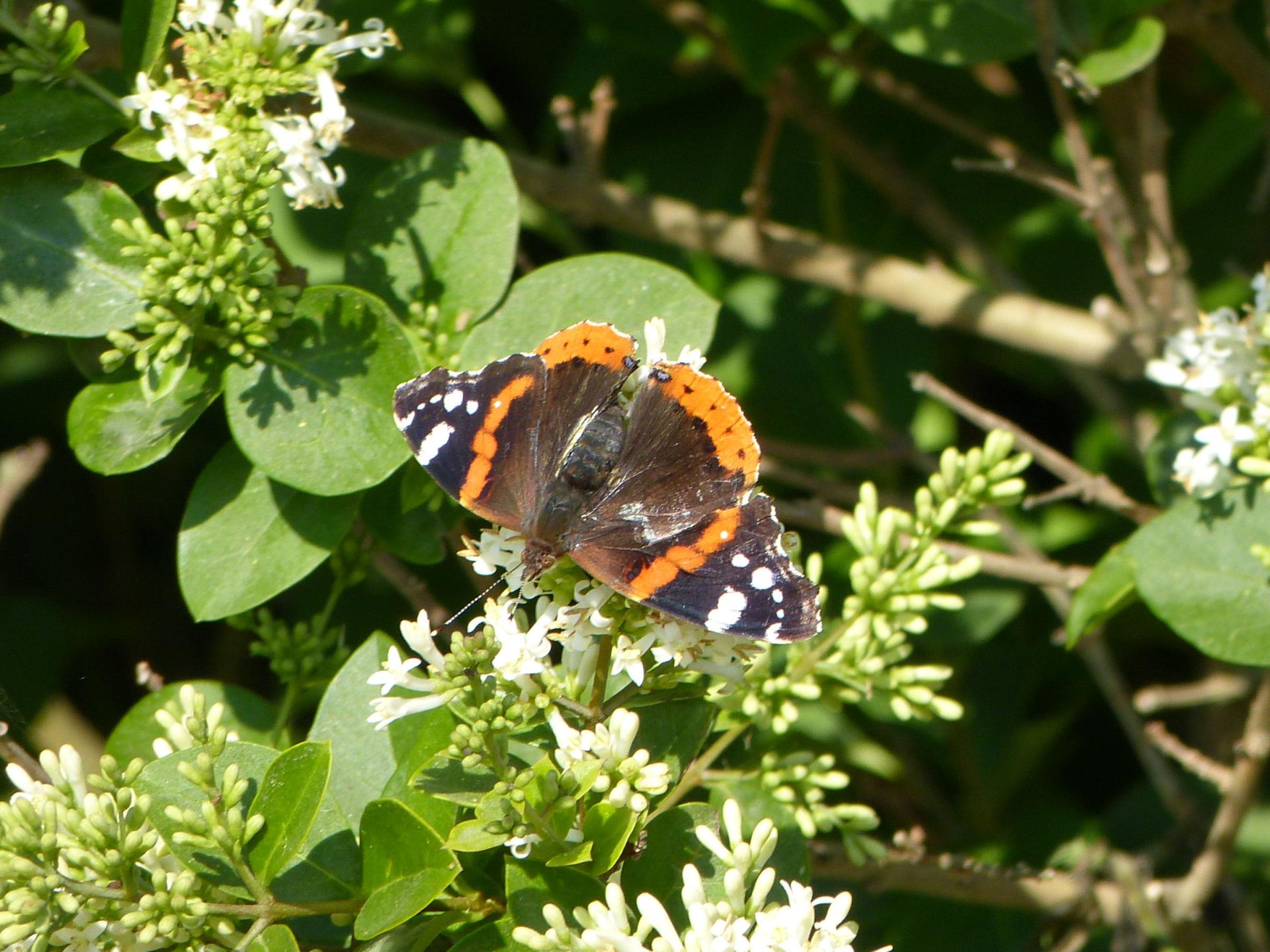Papillon Vulcain