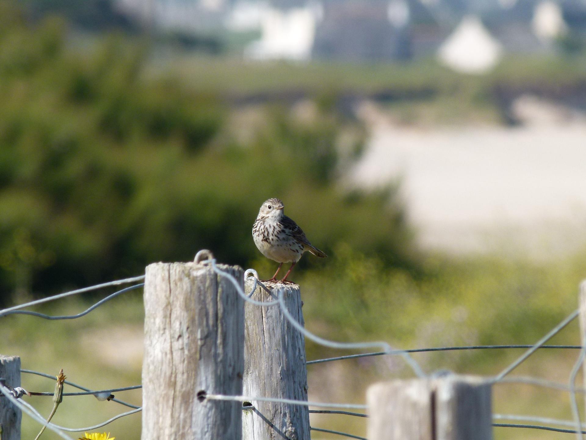 Pipit
