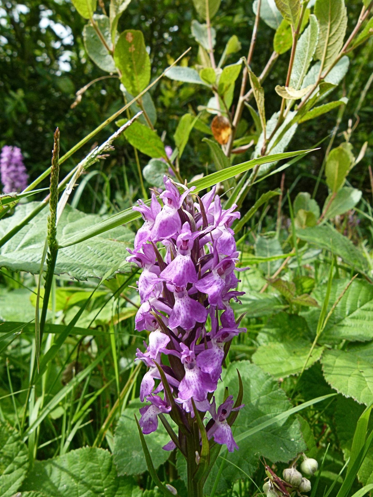 Orchis négligé