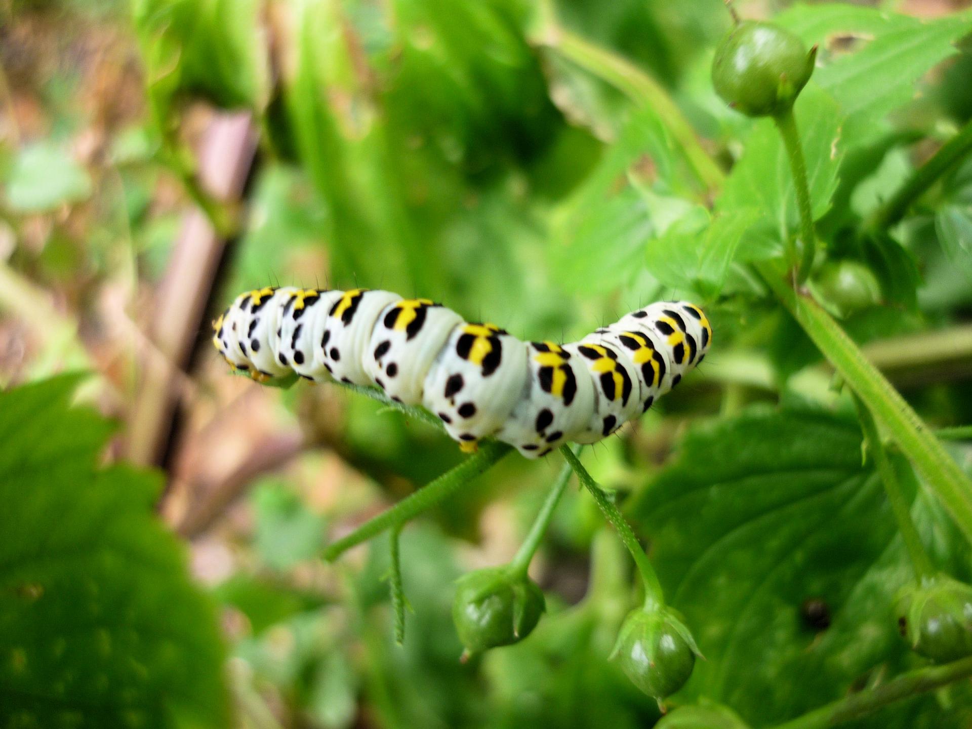 Chenille de Cucullia