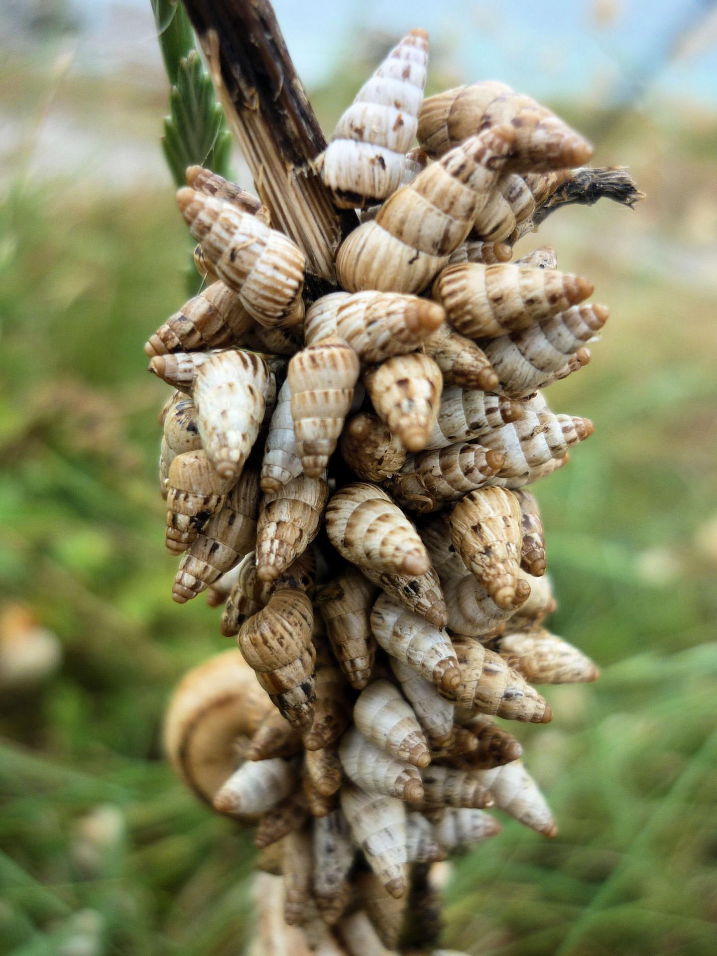 Hydrobies et escargots collés sur un poteau