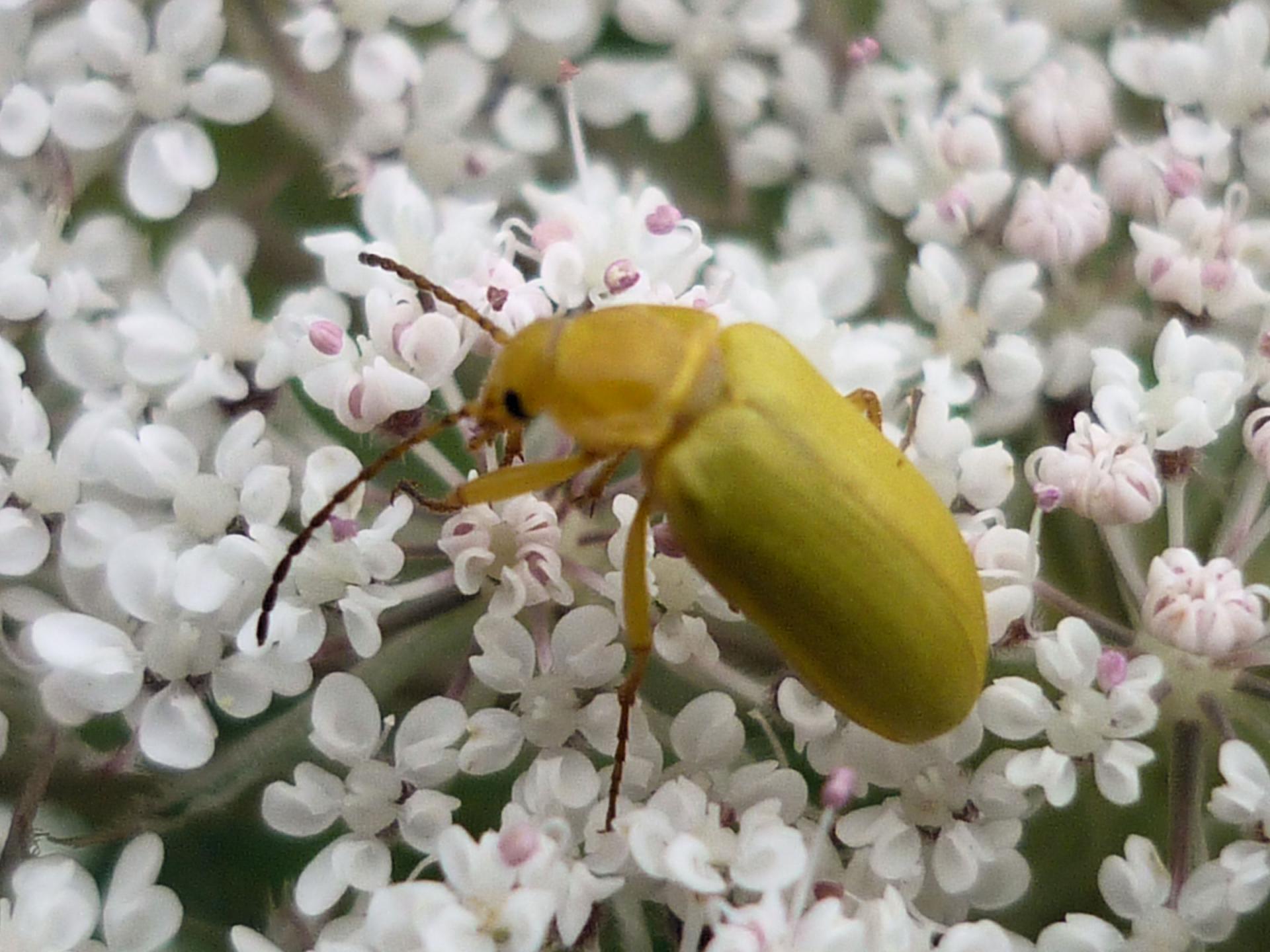 Longicorne