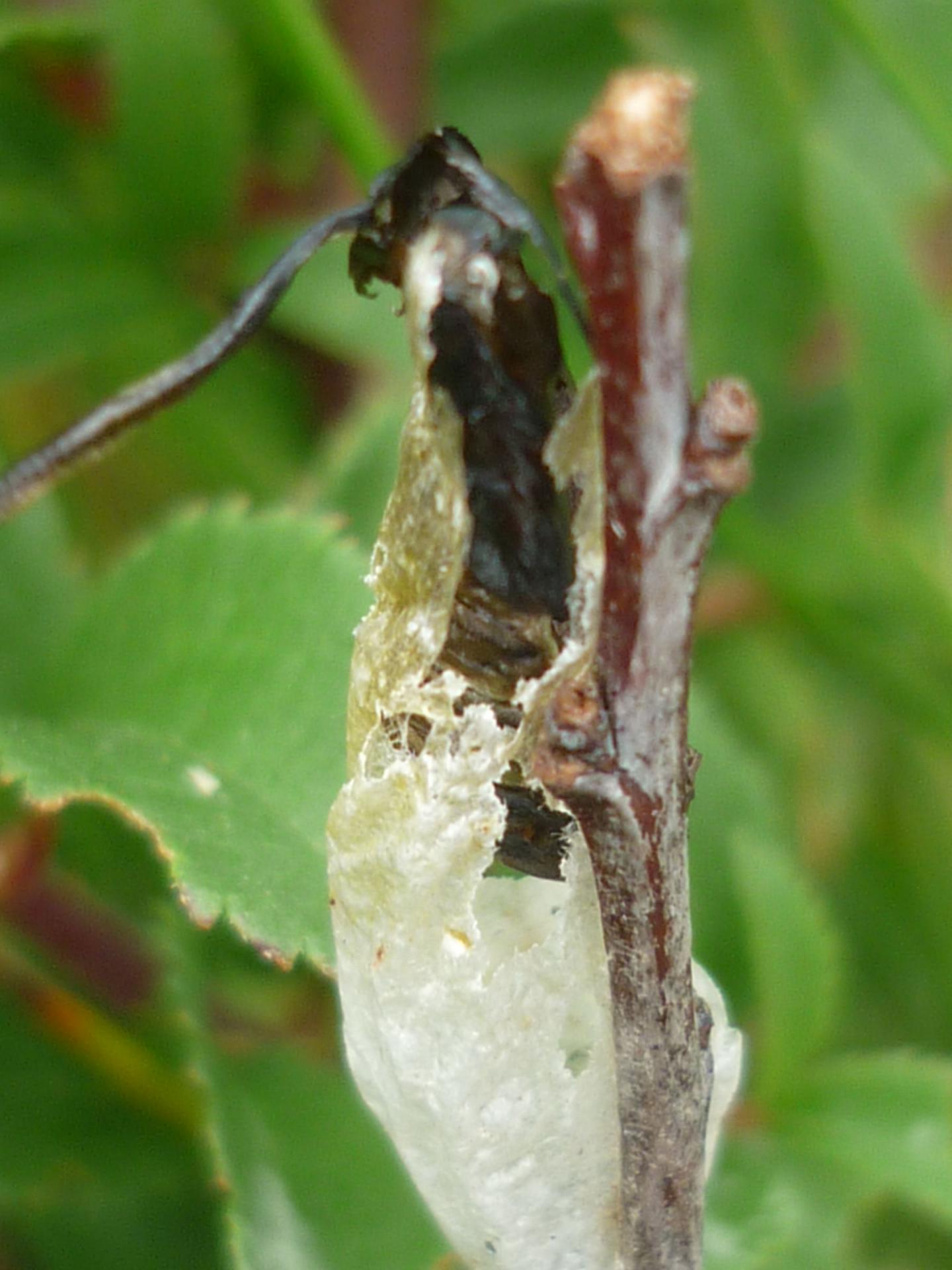 Chrysalide de zygène 