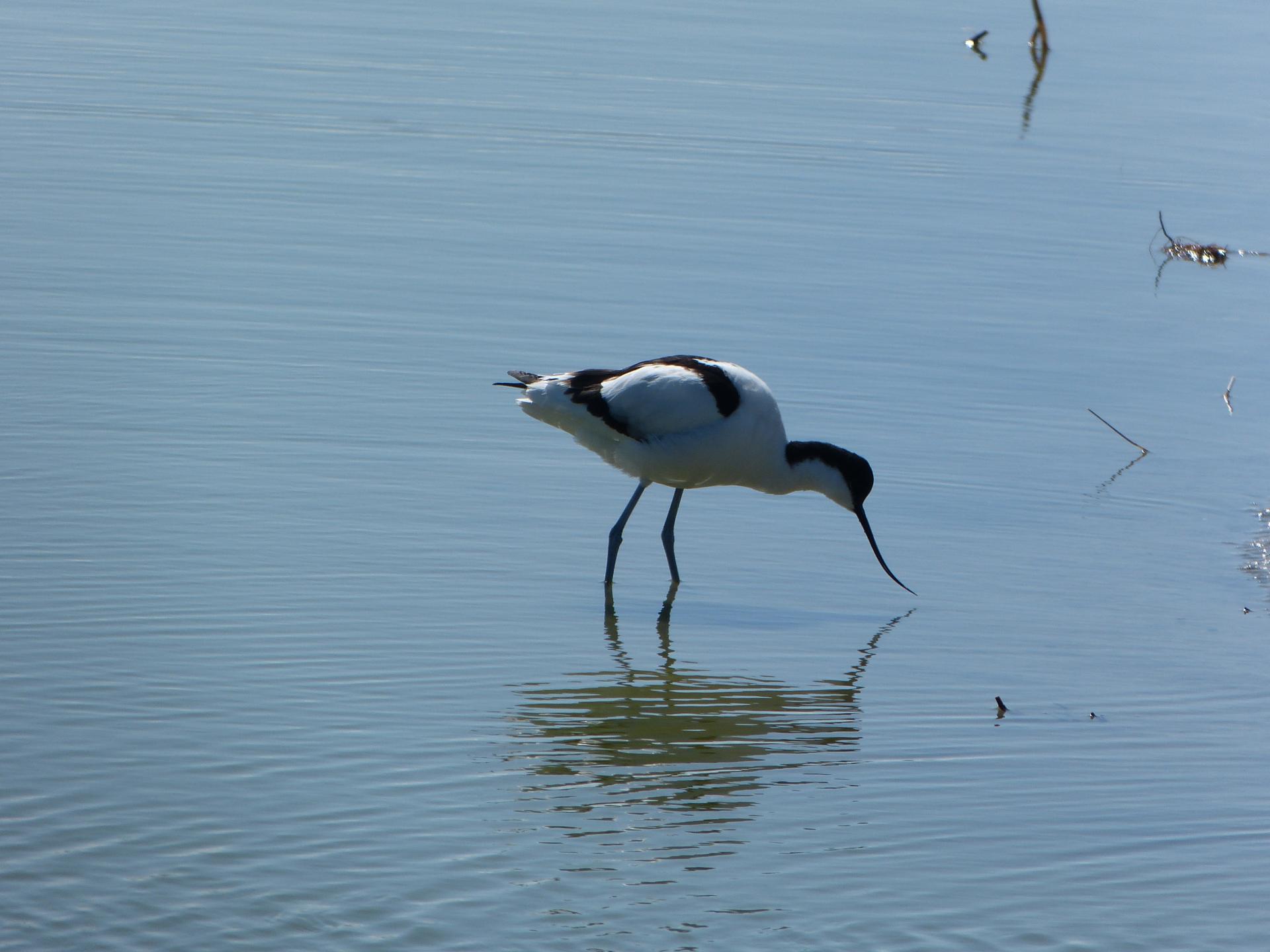 Avocette