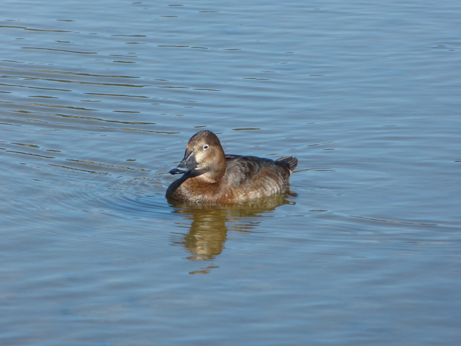 canard souchet femelle