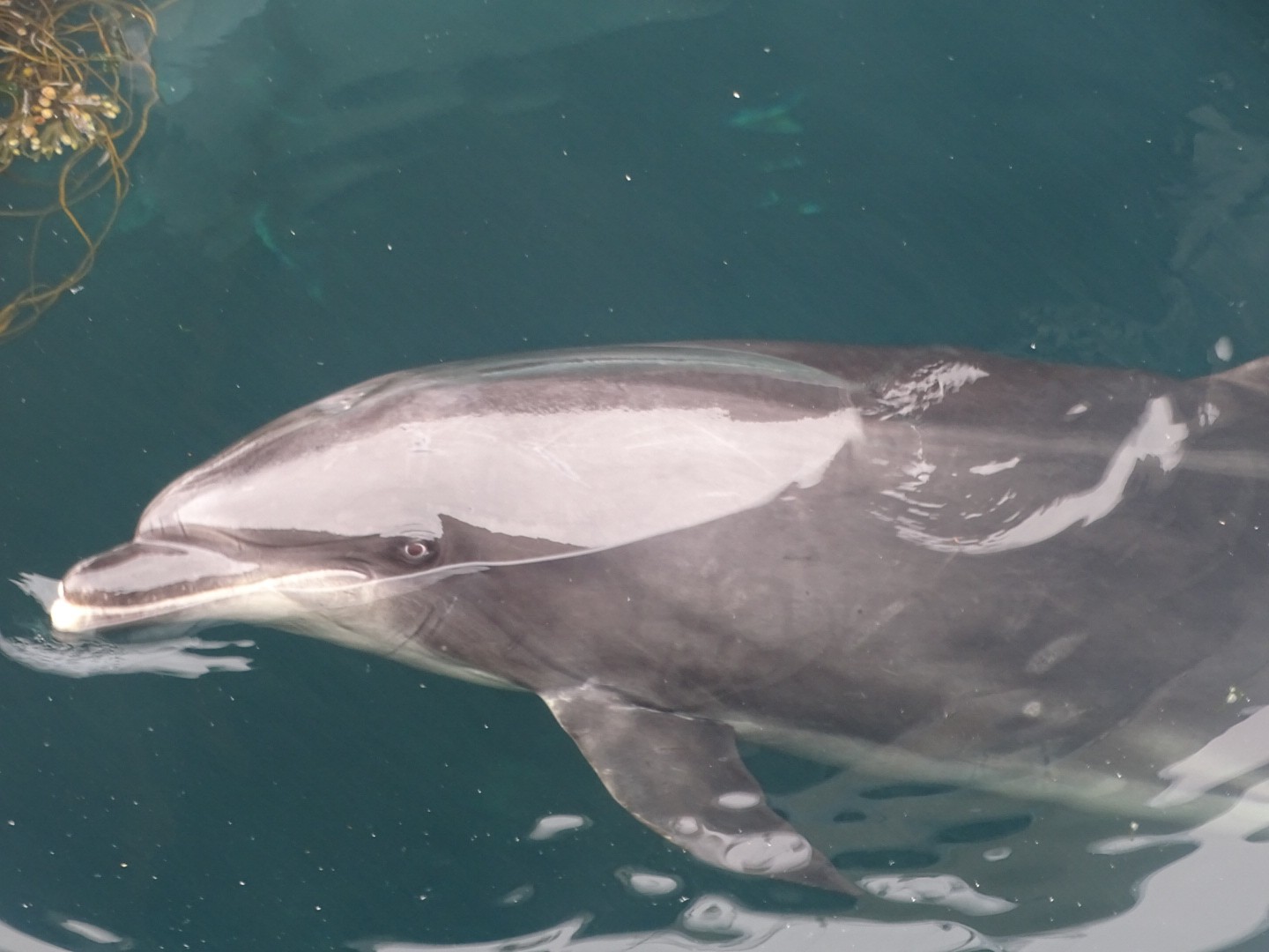 Dauphin dans le port