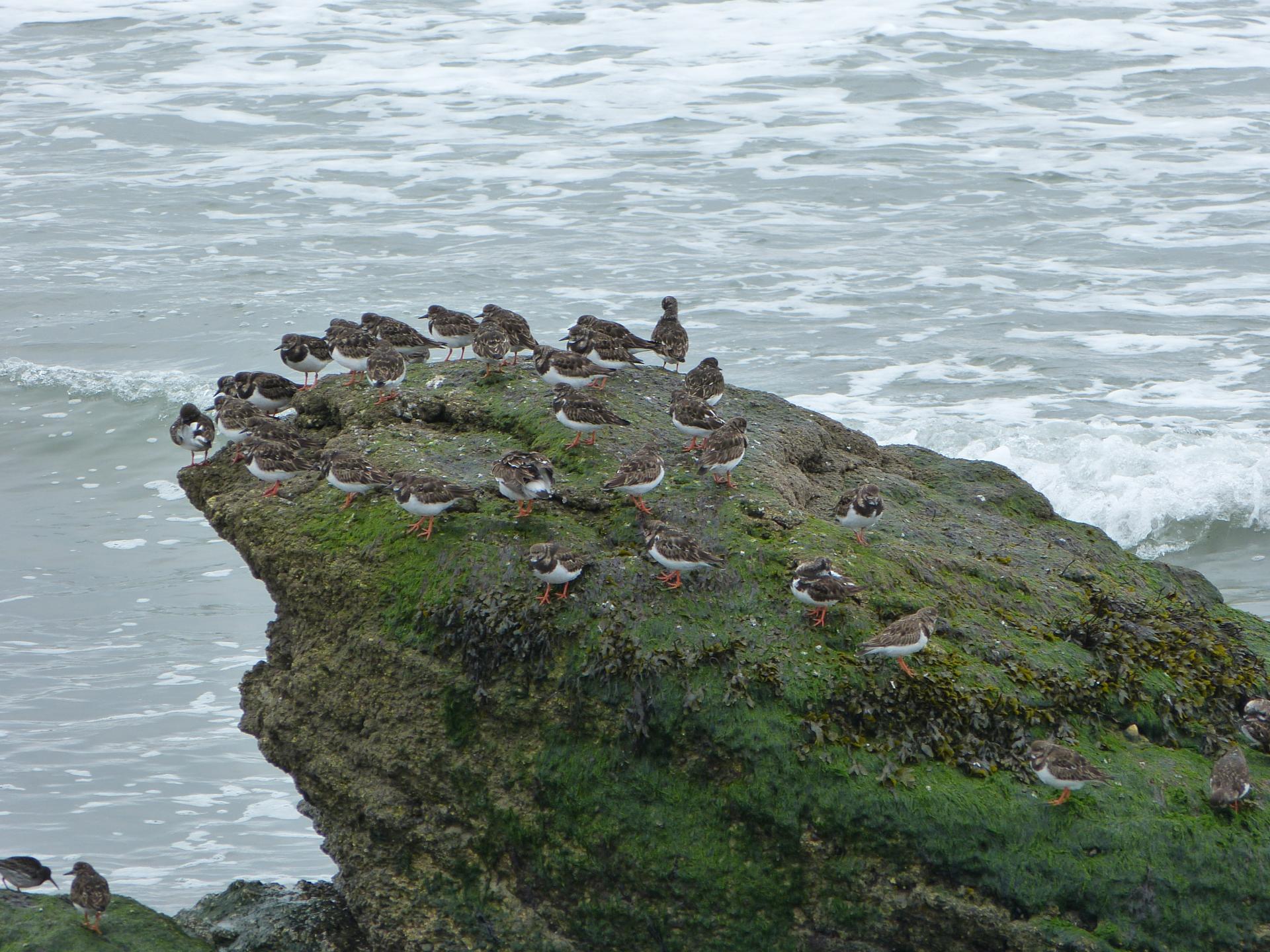 Tournepierres à collier