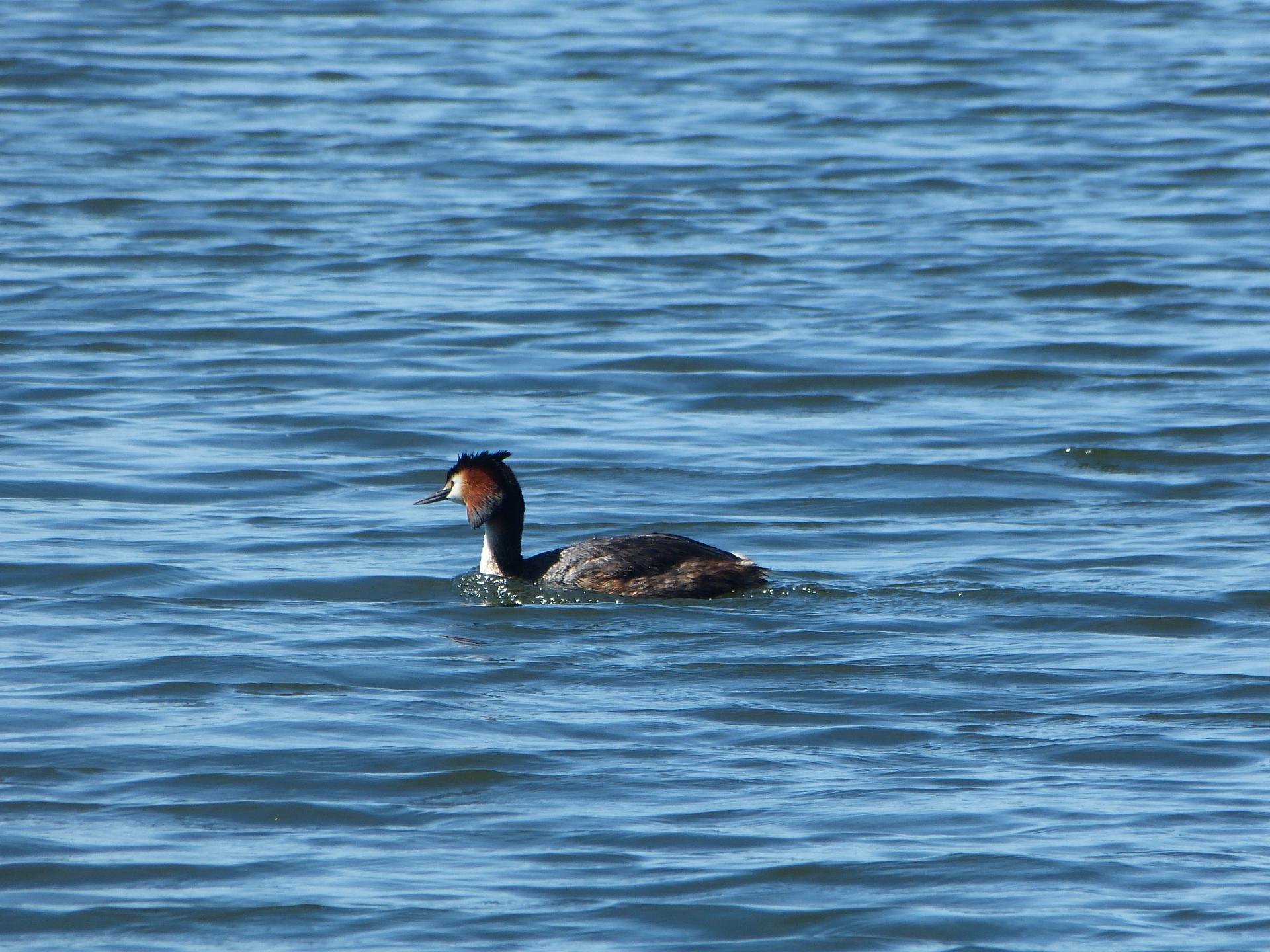 Grebe huppé