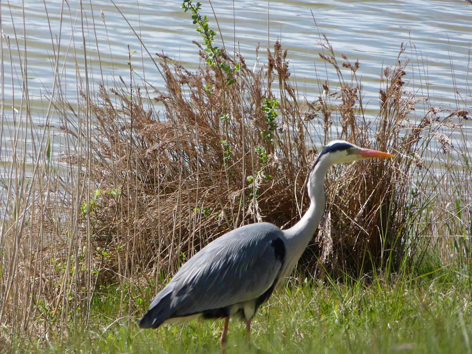 Heron cendré