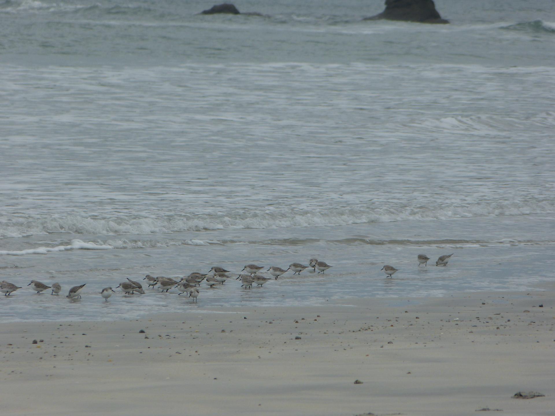 Bécasseaux sanderling