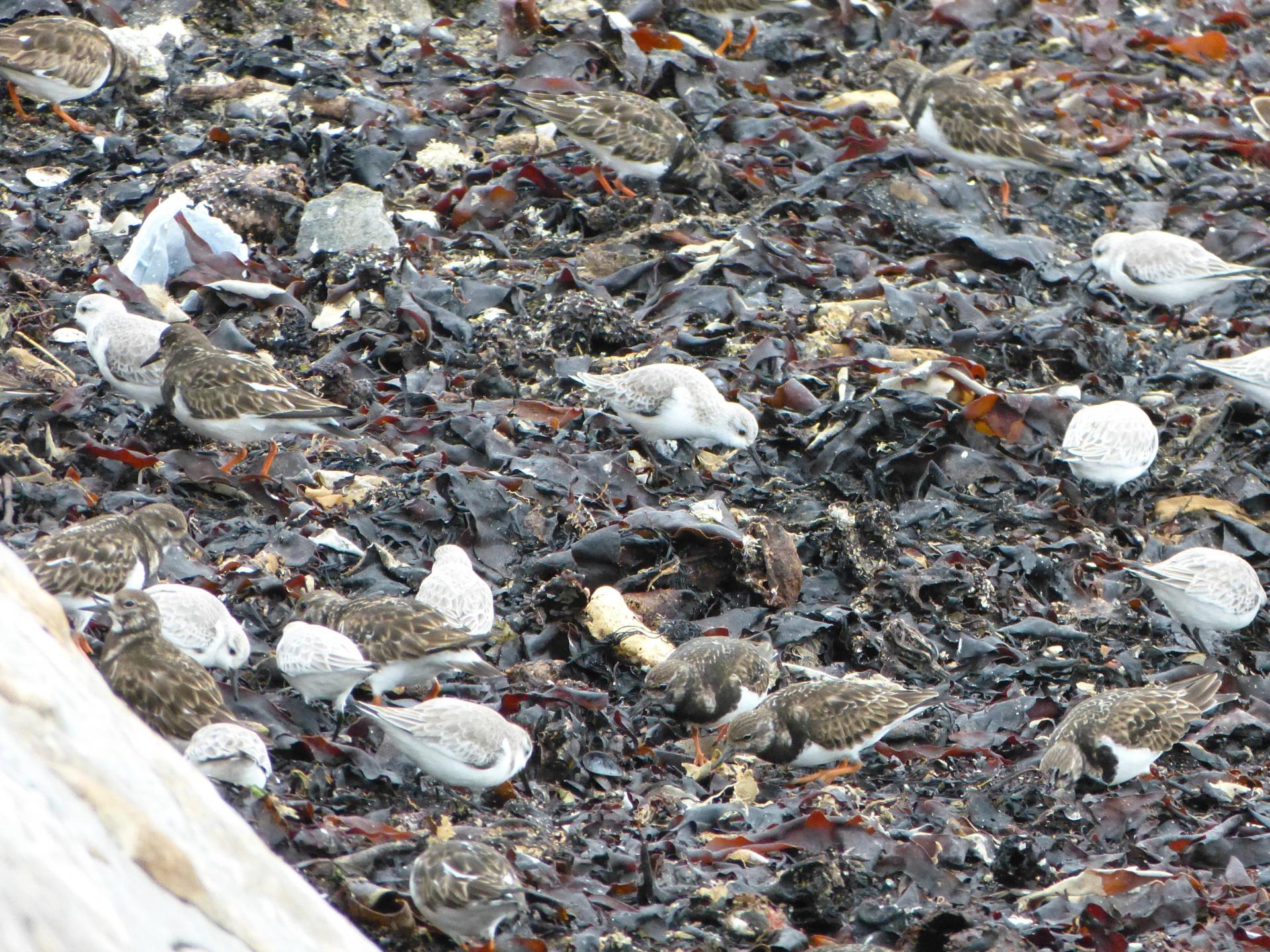Tournepierres à collier et bécasseaux sanderling