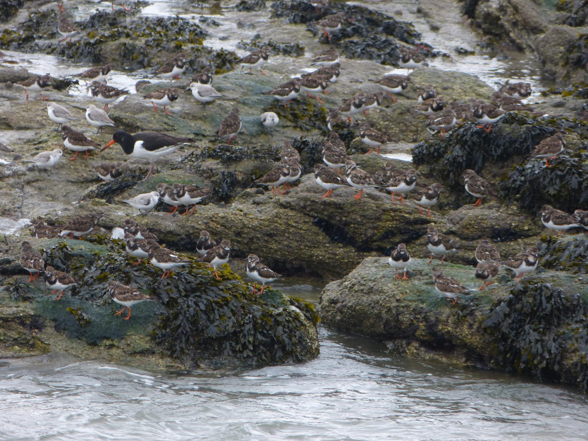 Huîtrier pie, Tournepierres et bécasseaux sanderling