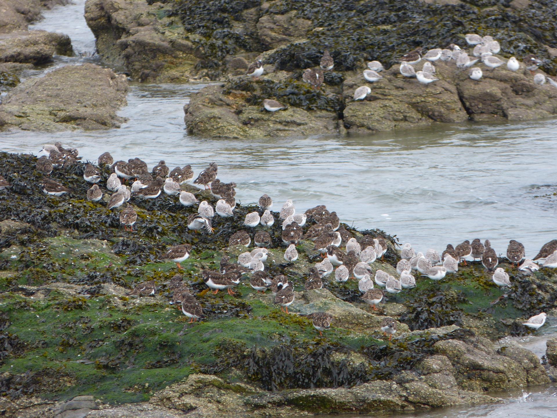 Tournepierres à collier et bécasseaux sanderling