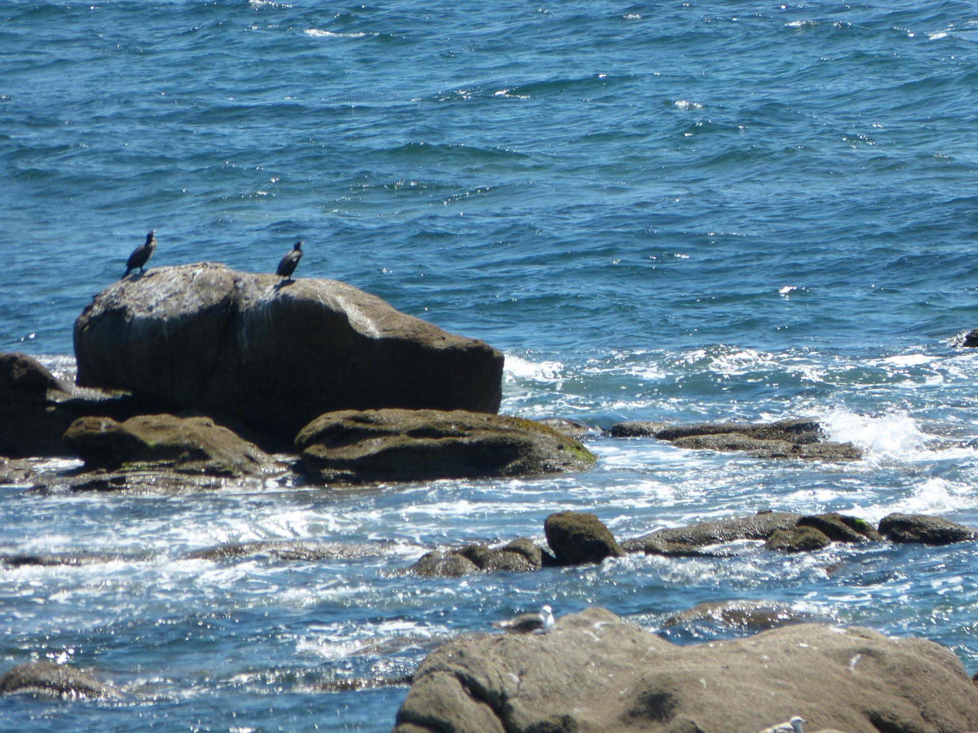 Grands Cormorans