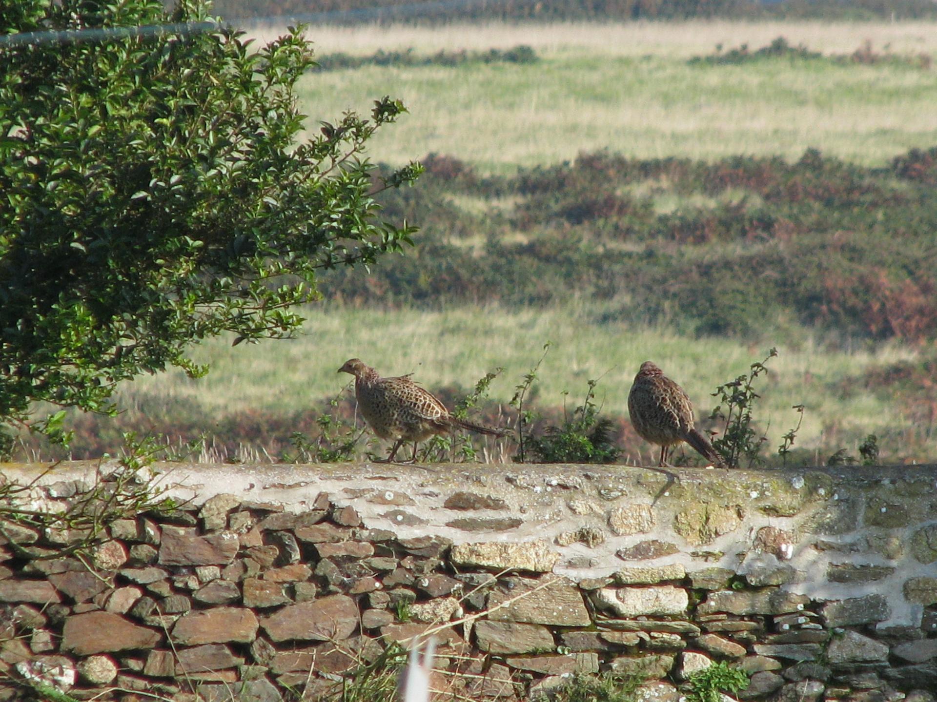 Poules faisannes