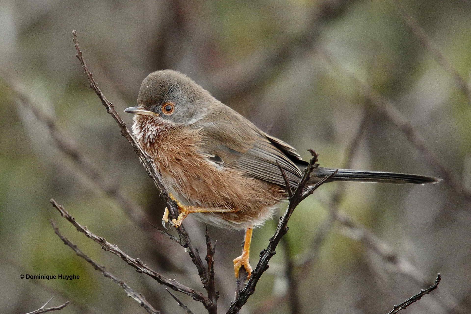 Fauvette pitchou 2017 0042